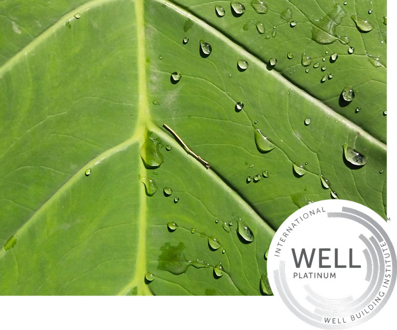 international well platinum international well platinum